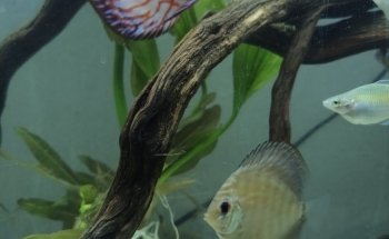 Acuario Ultra mar