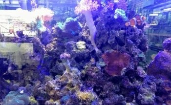 Acuario Atemajac