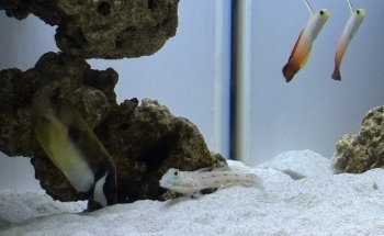 Acuario Islas