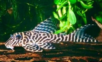 Acuario Islas
