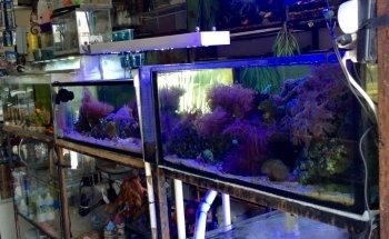 Acuario Islas