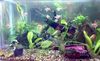 Acuario Islas