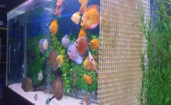 Acuario Islas
