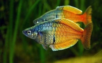 Acuario Islas