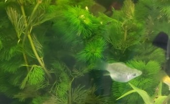 Acuario Maryluz