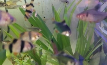 Acuario Maryluz