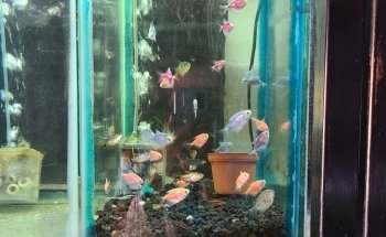 Acuario Maryluz