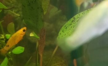 Acuario Maryluz