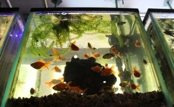 Hobbisimo Veterinary and Aquarium