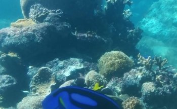 Great Barrier Reef Aquarium