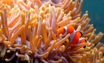 Great Barrier Reef Aquarium
