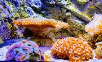 Great Barrier Reef Aquarium
