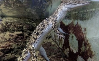Great Barrier Reef Aquarium