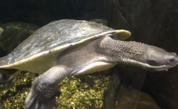 Great Barrier Reef Aquarium