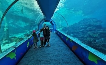 Great Barrier Reef Aquarium