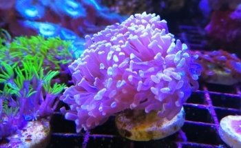 Acuario AUIC