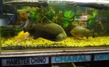 Acuario AUIC