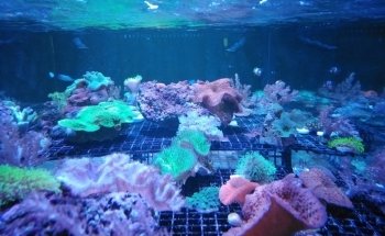 Acuario AUIC