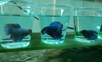 Acuario AUIC