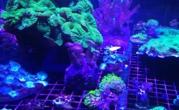 Acuario AUIC