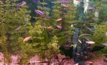 Acuario AUIC