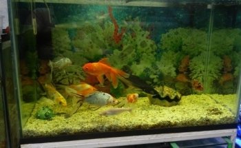 Acuario AUIC