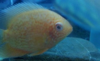 Acuario AUIC