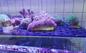 AquamarTJ