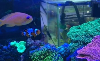 AquamarTJ
