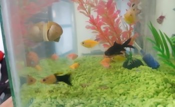 AquamarTJ
