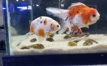 AquamarTJ