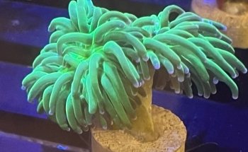 AquamarTJ