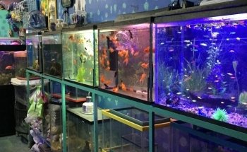 Acuario Phylos