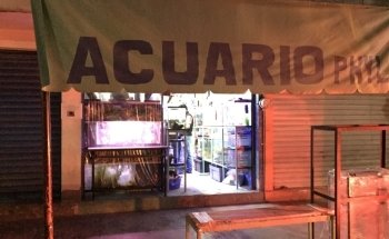 Acuario Phylos