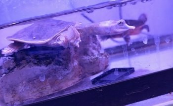 Acuario Phylos