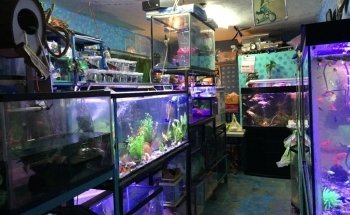 Acuario Phylos