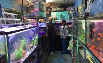 Acuario Phylos
