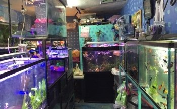 Acuario Phylos