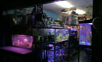 Acuario Phylos