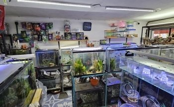 Acuario Phylos