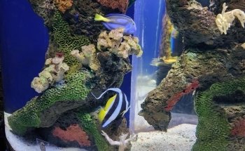 Tijuana Aquarium