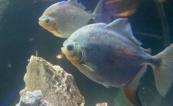 Tijuana Aquarium