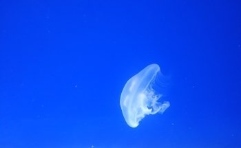 Tijuana Aquarium