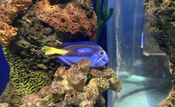 Tijuana Aquarium