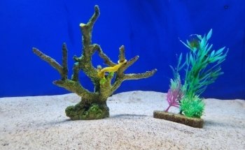 Tijuana Aquarium