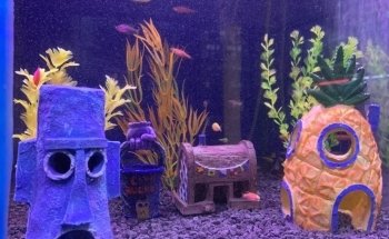 Acuario Oscar