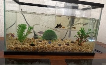 Acuario Oscar