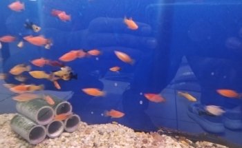 Acuario Triton