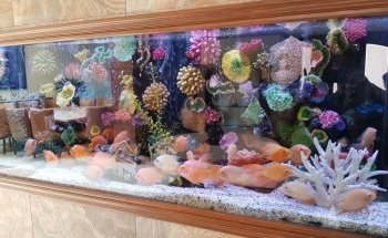 Acuario Triton