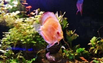 Acuario Triton